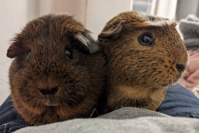 Two brown guinea pigs searching for snacks.